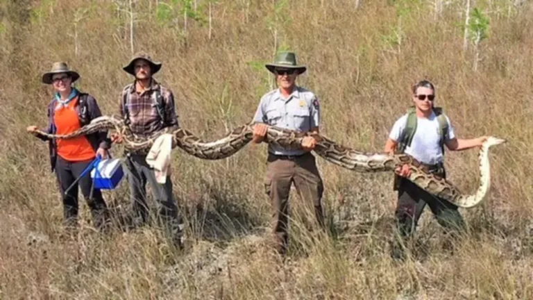 Giant African Python